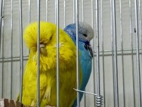 Yeni eş jumbo şov jumbo ve albino muhabbet kuşlar