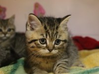Teslime hazır yavru british shorthair