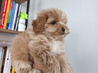 Maltipoo yavruları