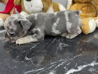 ÜST DÜZEY KALİTEDE FLUFFY TAŞIYICI BEBEKLER