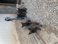 Hırs küpü malinois