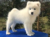 Irk ve Sağlık Garantili Samoyed Yavrularımız