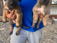 Süper malinois yavrularımız anne baba şampiyon