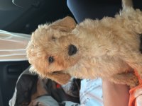 Çiş eğitimli toy poodle