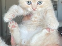 Golden shaded scottish fold
