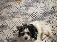 3 aylık erkek morkie terrier