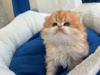 Showline british longhair bebeklerimiz