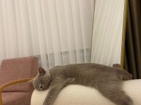 BRİTİSH SHORTHAİR UYSAL KEDİMİZ