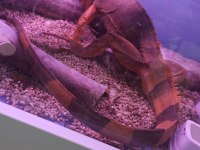 kızıl iguana
