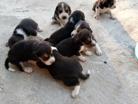 Safkan 4 erkek beagle yavrular