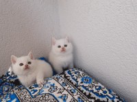2 Aylık British Shorthair Beyaz Yavrular