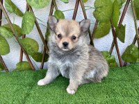SPİTZ POMERANİAN