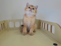 2 aylık safkan british shorthair