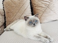 Prenses British Shorthair Kızlarımız