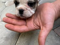 2,5 aylık french bulldoglar