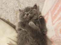SCOTTİSH STRAIGHT 2 AYLIK ERKEK KEDİ