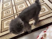 Yetişkin kısır dişi british longhair