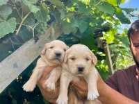 Golden Retriever Yavrularımız ırk garantilidir