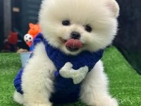 Pomeranian Boo Yavrularımız