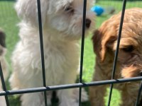 Yeni Sütten Kesilmiş Terrier Yavrular