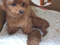 Korekan Maltipoo Yavrularımız