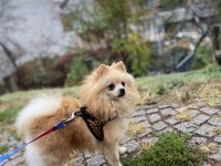 7 aylık pomeranian boo