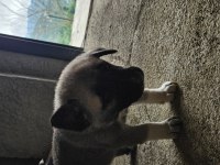 Ücretsiz sahiplendirilecek köpeğimiz