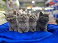 Türkiyenin en güzel british shorthair bebekleri