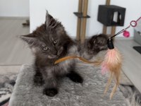 Maine coon ns erkek black smoke