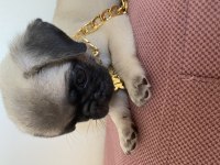 2 aylık kızımız LADY pug