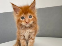 Mainecoon Secereli Faturalı Show Class Red Erkek 1 Aylık