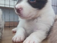 Safkan Bebek Surat Border Collie Yavrularımız