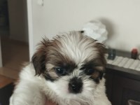 40 günlük ırk garantili shih tzu yavrular
