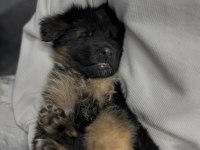 Orjinal alman kurdu köpeğimiz