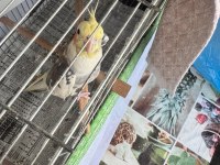 1.5 YAŞINDA ERKEK OYUNCU KONUSAN SULTAN PAPAĞANI