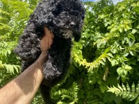 Çok Sevimli ve Oyuncu Black Poodle Yavrumuz