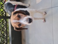 Beagle dişi köpeğimiz