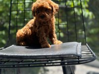 Tatlı toy poodle bebeklerim