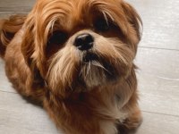 Nadir Bulunan Orjinal Erkeğimize Dişi Shih Tzu