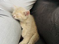 3 aylık british shorthair dişi kedimiz