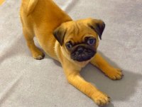 SAHİBİNDEN PUG YAVRUMUZ