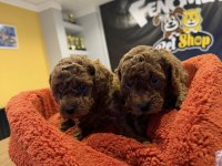 TR NİN FİRST CLASS TOY POODLE YAVRULARI ANKARA MAĞAZAMZDA
