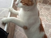 KAZA GEÇİRMİŞ KISIR SARMAN KEDİME ACİL YUVA ARIYORUM.