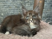 Full şecereli mükemmel profilde dev Maine Coon yavruları