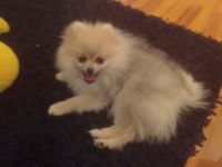 Anne pomeranian boo baba şecereli