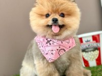 Safkan Pomeranian Boo Bebekler
