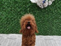 Toy poodle damızlık dişiler