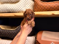 Toy poodle ayarında maltipoo