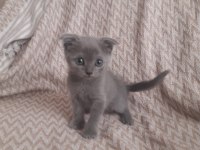 Blue Scottish Fold Yavrular