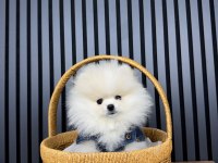 İstanbul beykozda pomeranian yavrularımız